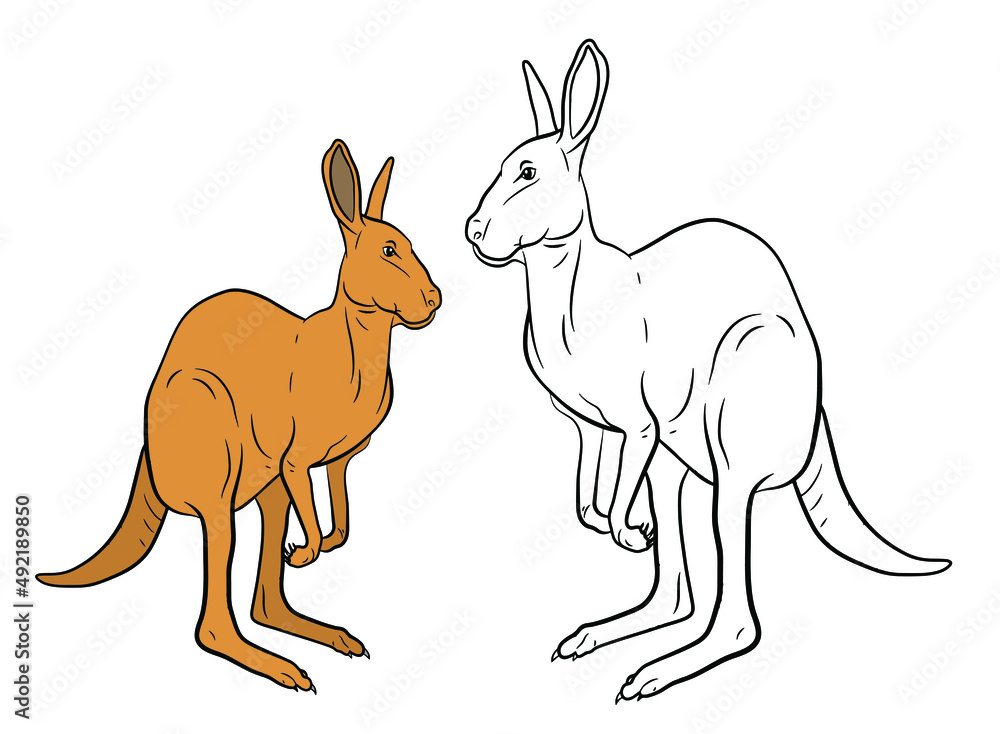 Animals. Black and white image of a large wild kangaroo, coloring book ...