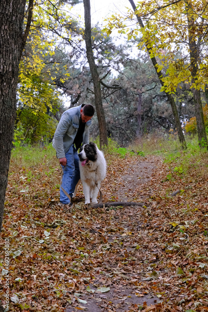custom made wallpaper toronto digitalA man walks a sheepdog. a large dog breed alabai or kagal, a walk near the water in the forest. The color of the fur is black and white. Spring walk and dog training. Central asian shepherd dog.