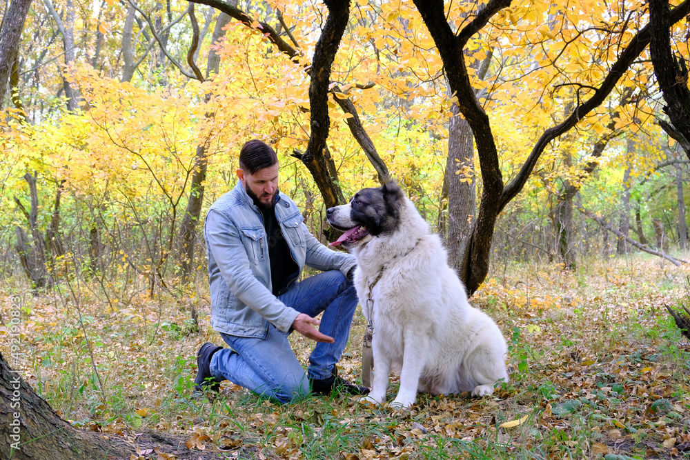 A man walks a sheepdog. a large dog breed alabai or kagal, a walk near the water in the forest. The color of the fur is black and white. Spring walk and dog training. Central asian shepherd dog. A man walks a sheepdog. a large dog breed alabai or kagal, a walk near the water in the forest. The color of the fur is black and white. Spring walk and dog training. Central asian shepherd dog.