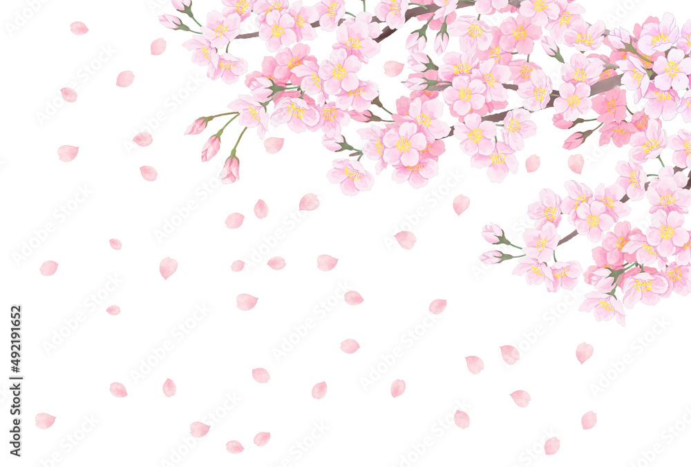 桜の花　背景イラスト