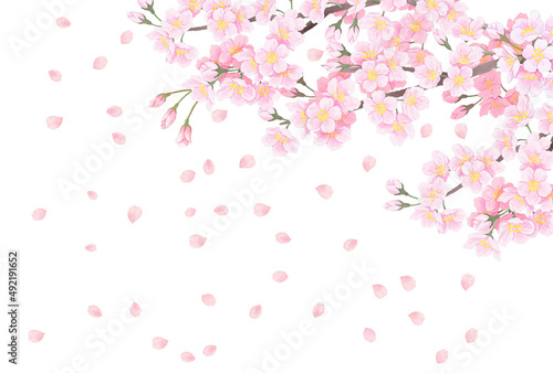 桜の花　背景イラスト © necozawa