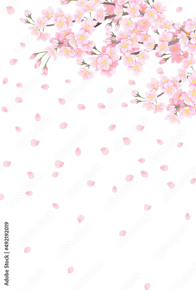 桜の花　背景イラスト