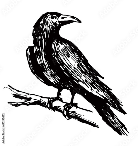Vector black raven. A crow standing on a tree branch, crow sketch. A large black crow, Corvus corax, sits on a tree branch