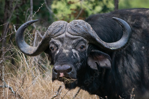 Portrait of a cape buffalo bull head on