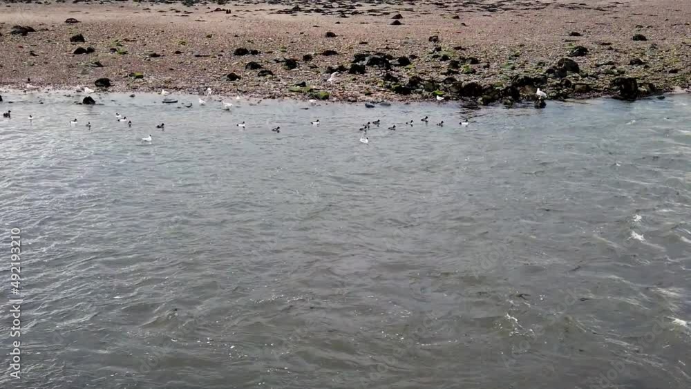Ducks and Gulls near the river shore hunting for food with the river mouth and waves yards away Ducks and Gulls near the river shore hunting for food with the river mouth and waves yards away