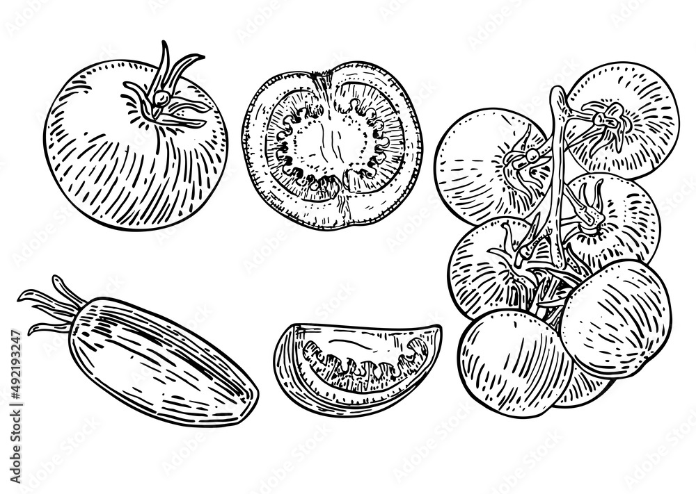 Ripe whole tomato, half and slice of tomato isolated sketch on a white background. Design element for product label, catalog print, web use