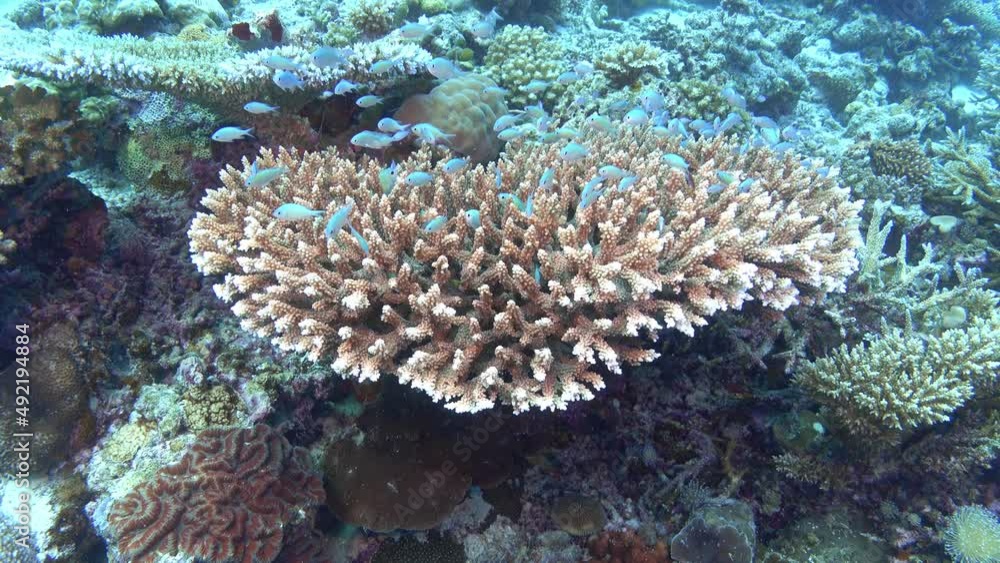 Little reef fishes in a coral - Scuba diving in Maldives Little reef fishes in a coral - Scuba diving in Maldives