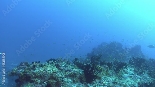 Marine life - Clownfishes in a ocean current  - Underwater scene photo