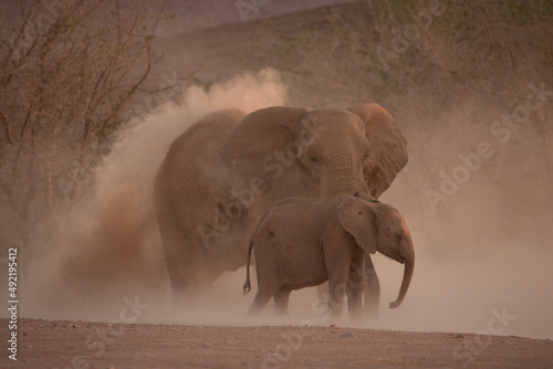 Photography Mother and baby African elephants taking dust baths