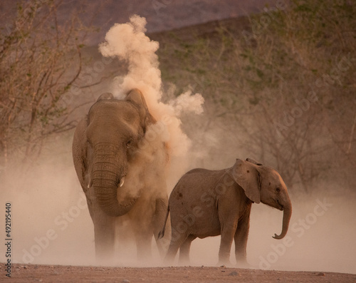 Canvas Print Mother and baby African elephants taking a dust bath
