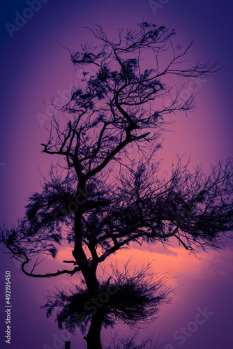 silhouette of a beautiful tree © Amara Manikanta
