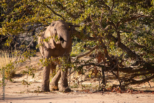 Photography Desert elephant eating a tree branch facing the front