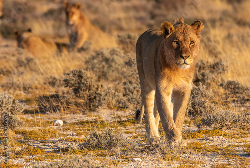 Fototapeta Naklejka Na Ścianę i Meble -  One lion walking towards viewer with two resting in the background