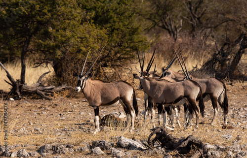 Photography Herd of gemsbok standing together in Etosha Namibia