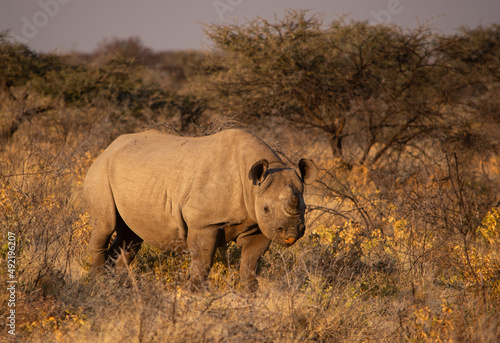 Black rhino in Etosha Namibia