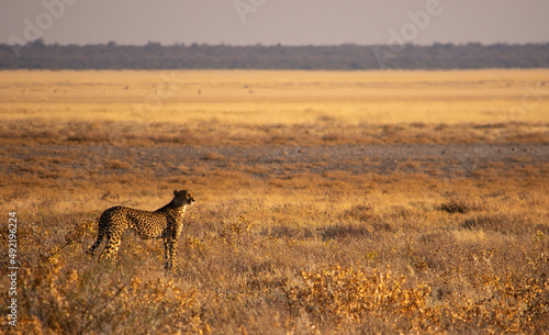 Cheetach looking out over Etosha plains photo