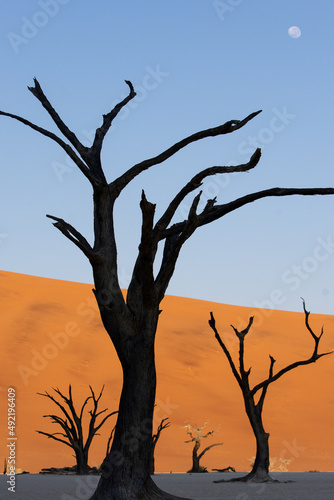 Petrified dead trees silhouette against red dunes in Deadvlei with moon in the sky © Hislightrq