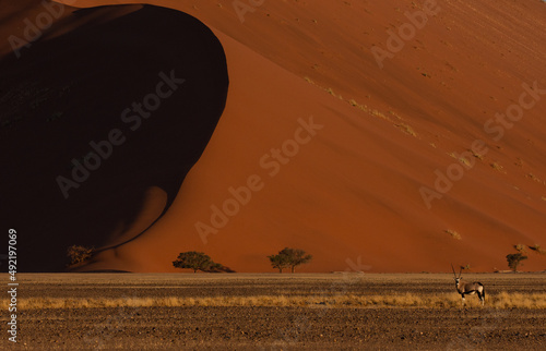 Distant gemsbok in front of a red dune with trees photo