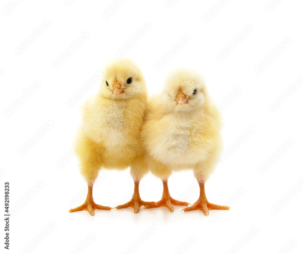 Many small chickens. Many small chickens.