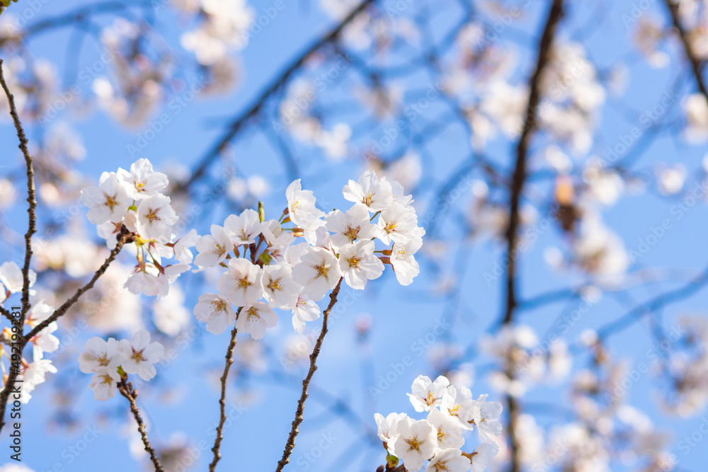 桜 ソメイヨシノ 春 新生活 桜 ソメイヨシノ 春 新生活
