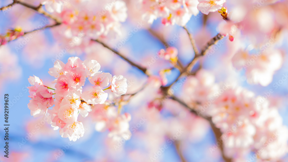 庭に咲いたたくさんの早咲きの桜と青空