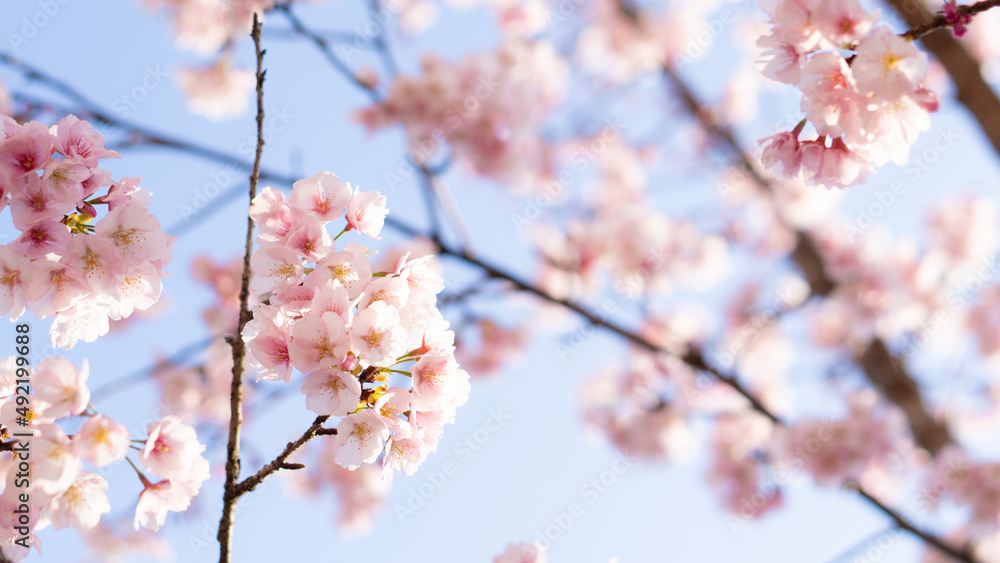 庭に咲いたたくさんの早咲きの桜と青空