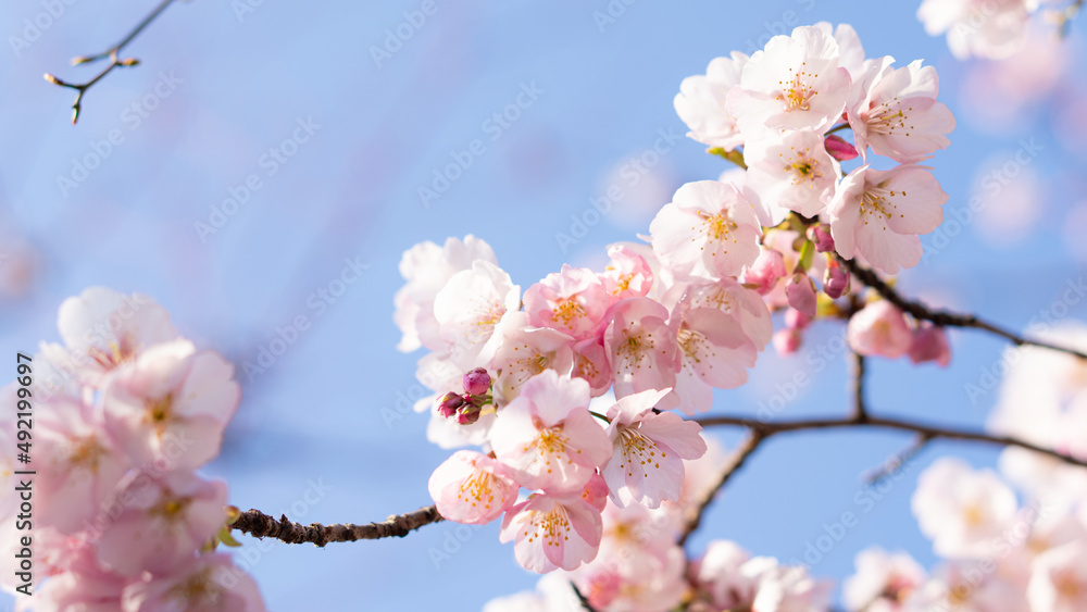 庭に咲いたたくさんの早咲きの桜 庭に咲いたたくさんの早咲きの桜
