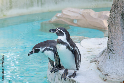 ペンギン フンボルトペンギン かわいい 寒い イメージ