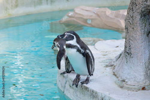 ペンギン フンボルトペンギン かわいい 寒い イメージ