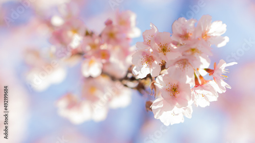 庭に咲いたたくさんの早咲きの桜と青空