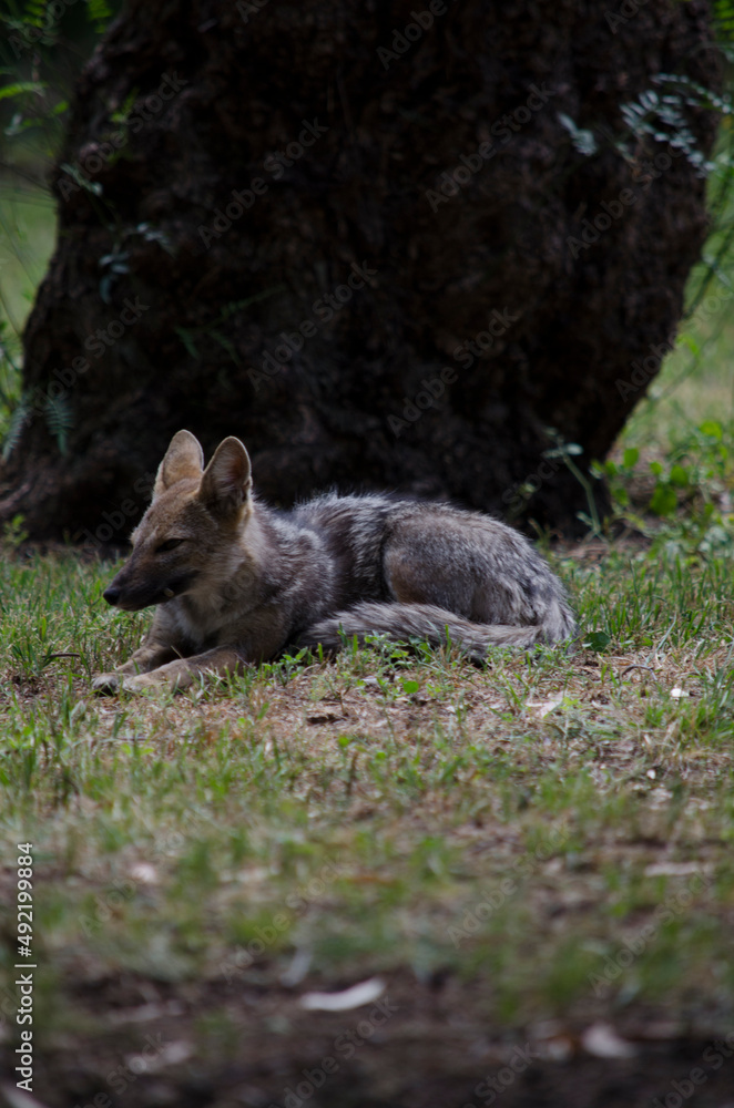 gray fox in the grass with a tree in the background gray fox in the grass with a tree in the background