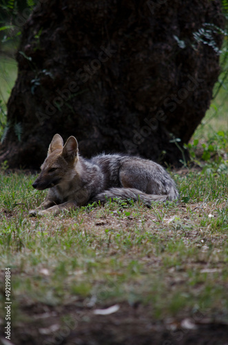 gray fox in the grass with a tree in the background