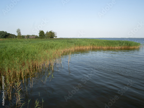 Lake and reed grass, water plants by the lake