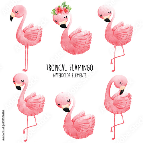 Watercolor flamingo, summer vector illustration