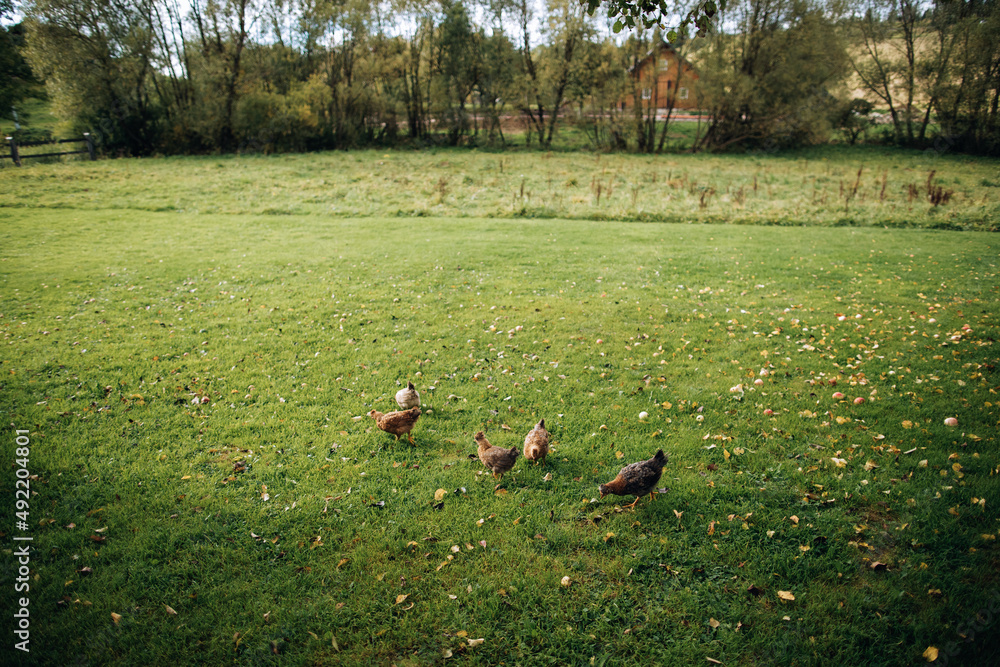 Fototapeta premium Chickens on the green grass in the garden in the village