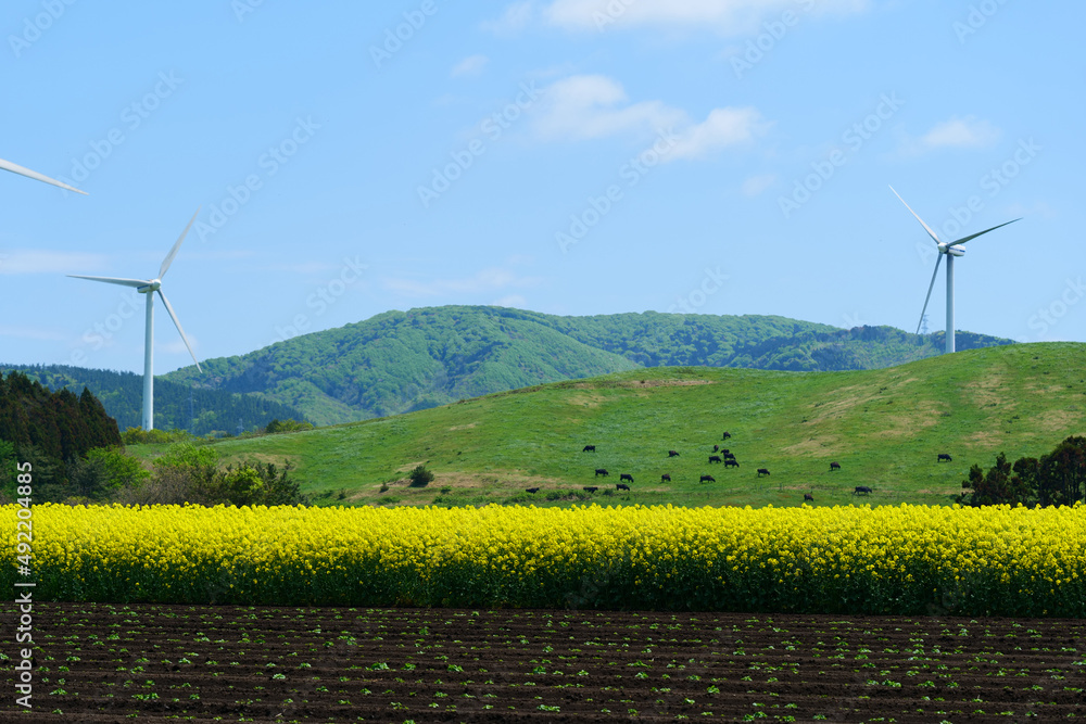 横浜町の菜の花畑。横浜、青森、日本。5月中旬。