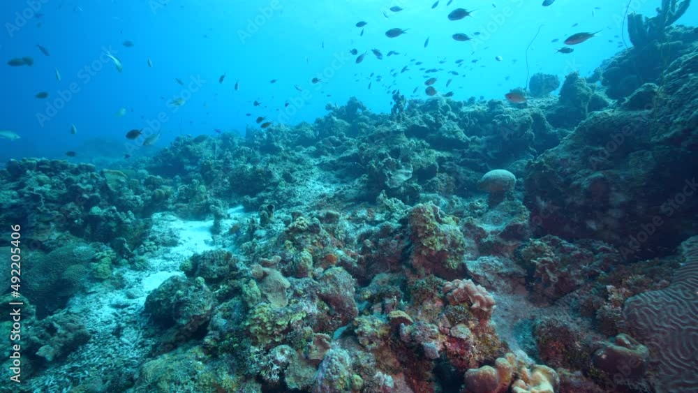 Seascape with various fish, coral, and sponge in the coral reef of the Caribbean Sea, Curacao Seascape with various fish, coral, and sponge in the coral reef of the Caribbean Sea, Curacao