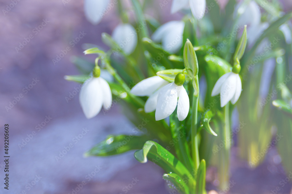 Fototapeta premium First spring flowers. Delicate bluebells flowers of Galanthus nivalis. Early spring in Kholodny Yar, Ukraine, Cherkasy region. The birth of a new life. Floral background. Flora of Ukraine.
