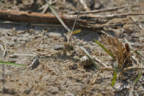 Closeup on a male vernal colletes, Colletes cunicualrius , sitting on the ground