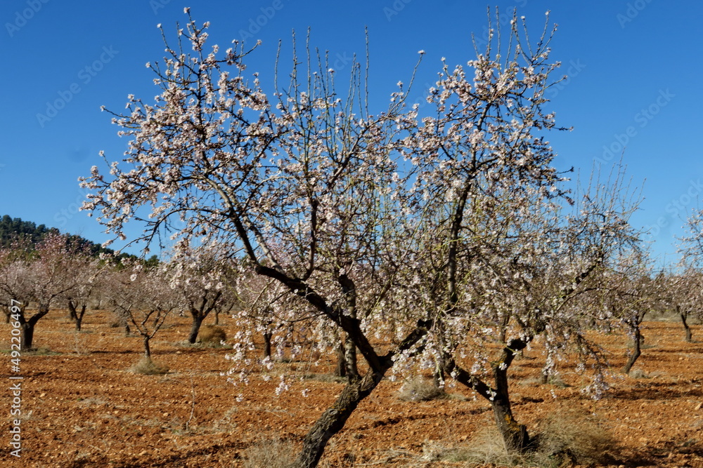 Fototapeta premium Branches d'arbres fleuries dans le ciel bleu.