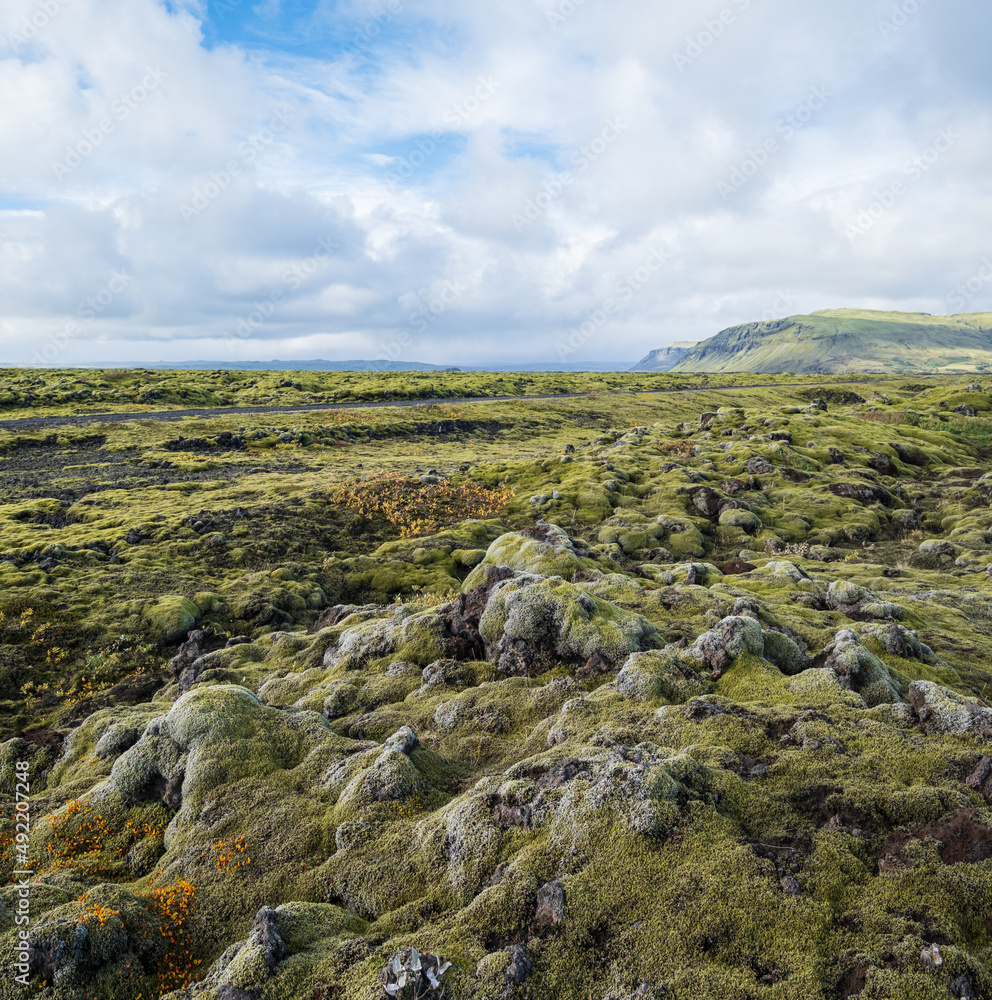 Scenic autumn green lava fields near Fjadrargljufur  Canyon in Iceland. Green  moss on volcanic lava stones.  Unique lava fields growth after Laki volcano eruption.