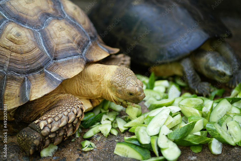 Naklejka premium Closeup Turtle Centrochelys sulcata (African spurred tortoise) eating a cucumber, Thailand.