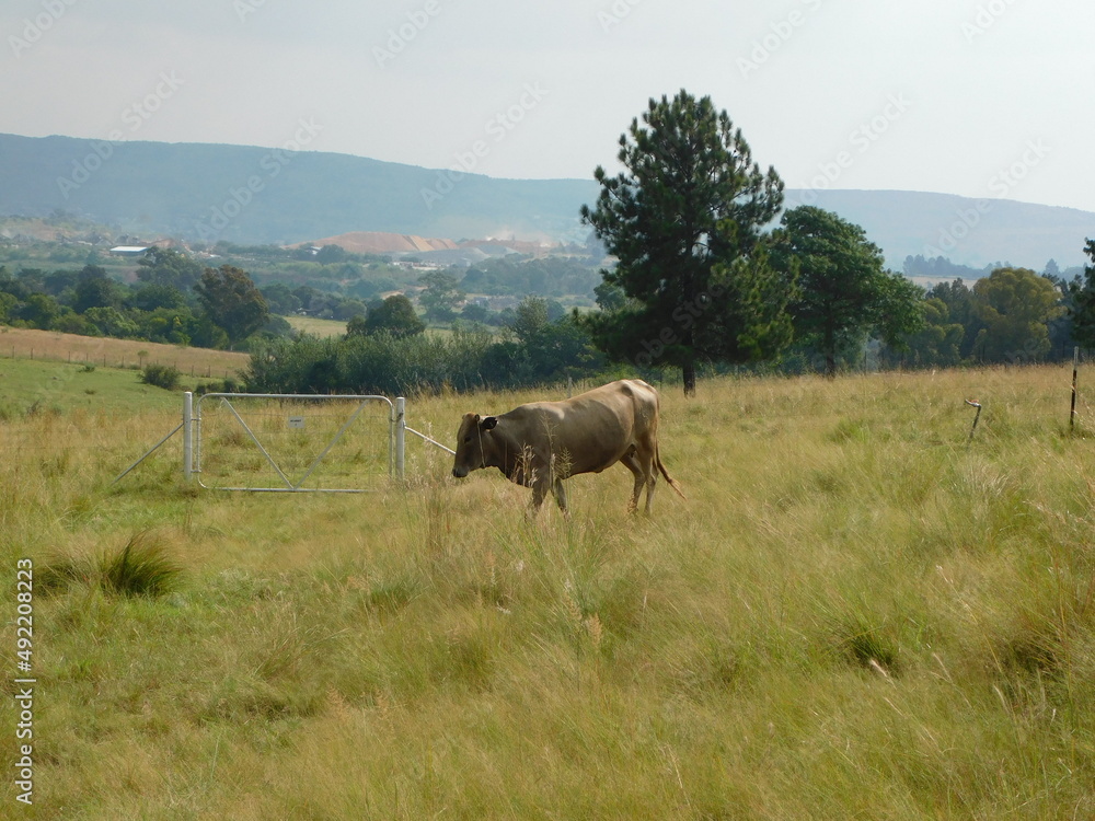 White Cow walking in a grass field landscape with Pine Trees in the background, hilltops, mountains, white sky. Photo was taken in Gauteng, South Africa on a cattle farm