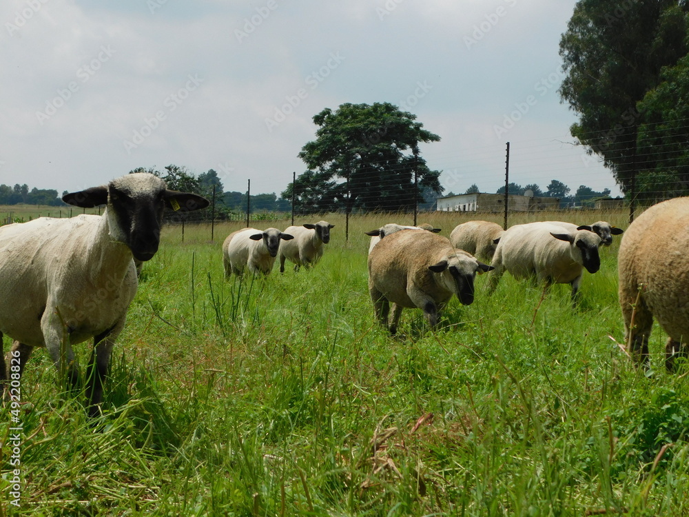 Front view, closeup photo of a herd of Hampshire sheep walking on a bright green grass field. Pine trees in the background. White, light blue cloudy sky. Gauteng, South Africa Front view, closeup photo of a herd of Hampshire sheep walking on a bright green grass field. Pine trees in the background. White, light blue cloudy sky. Gauteng, South Africa