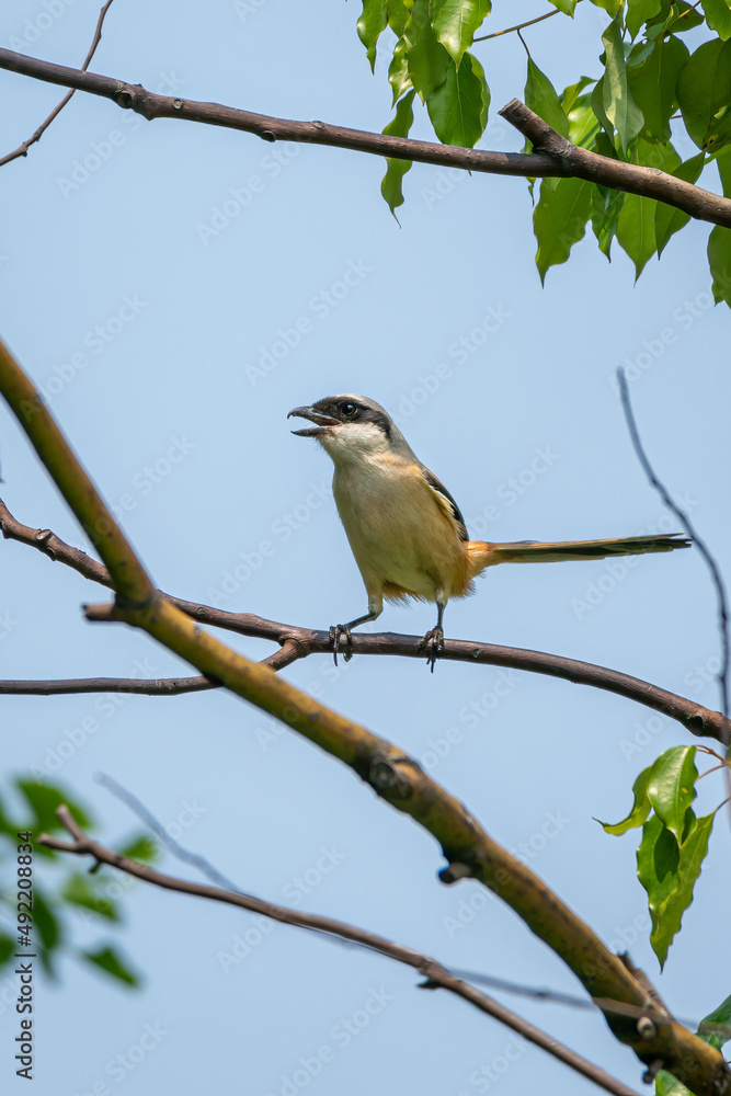 Obraz premium Close-up of a Long-tailed shrike sitting on a branch