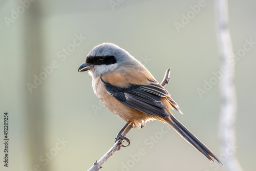 Close-up of a Long-tailed shrike sitting on a branch