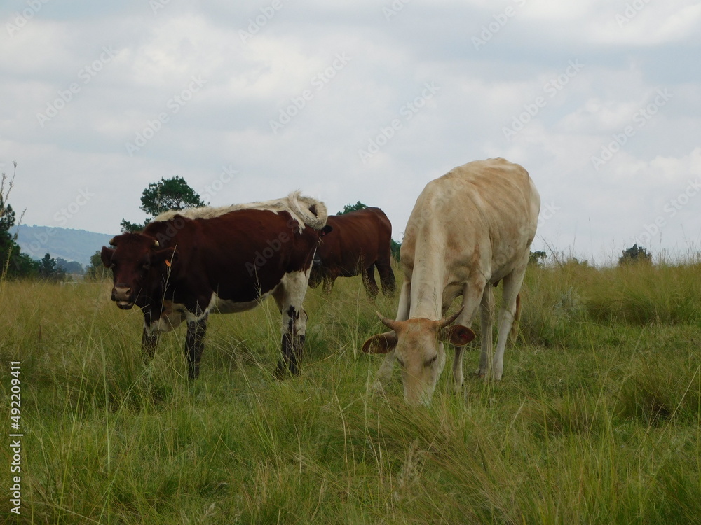 Cattle grazing in a green grass land landscape. Brown cows with white patches, cute little calves, horned cows and white cows grazing on long grasses in Gauteng, South Africa Cattle grazing in a green grass land landscape. Brown cows with white patches, cute little calves, horned cows and white cows grazing on long grasses in Gauteng, South Africa