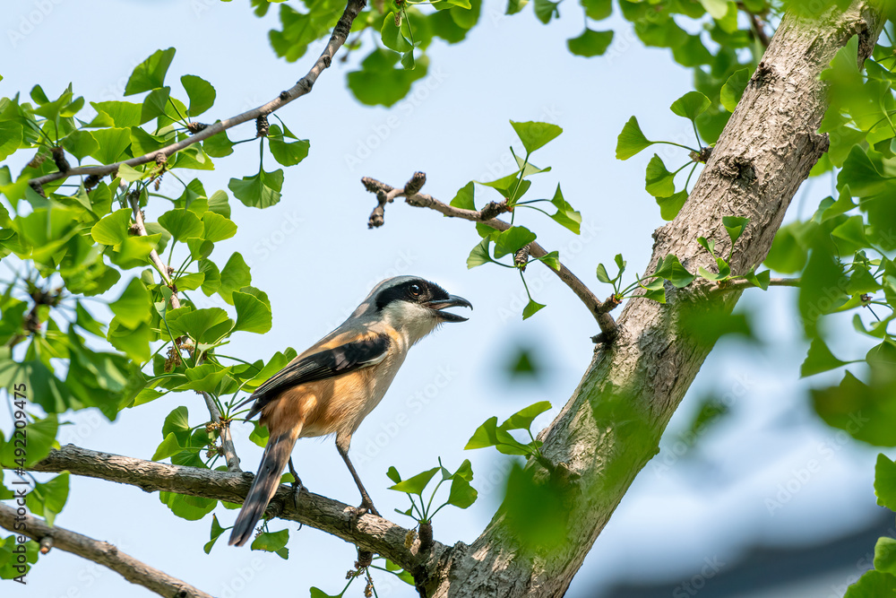 Close-up of a Long-tailed shrike sitting on a branch Close-up of a Long-tailed shrike sitting on a branch