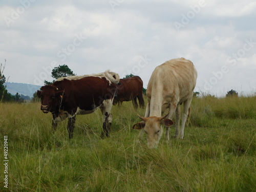 Cattle grazing in a green grass land landscape. Brown cows with white patches, cute little calves, horned cows and white cows grazing on long grasses in Gauteng, South Africa © Desire