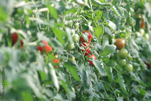 ビニールハウスで育成されるミディトマト。